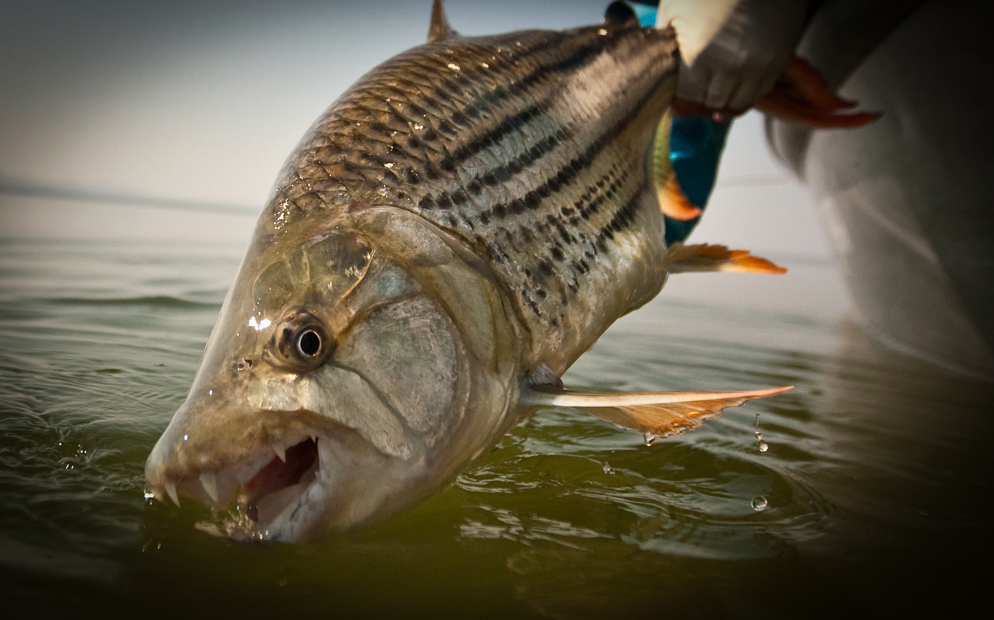 Fishing at Ngombe Lodge on the Zembezi River Zambia